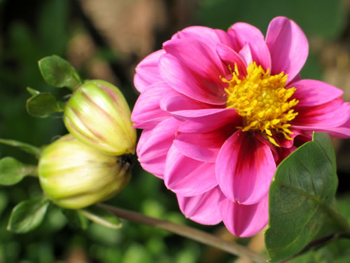 ESTRANYES FLORS